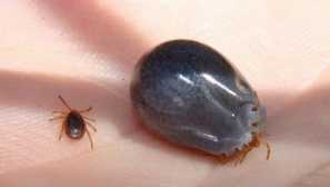 Всичко, което трябва да знаете за кърлежите: как изглежда опасно как да се предпазите от хапки